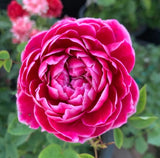 Marie Rose Bush Seeds - Pack 30 Seeds - Rose Flower Gardening Garden Plants