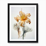 Pressed Flower Botanical Art Lily 3 Framed Wall Art Poster Canvas Print Picture Lily