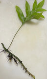 3 HAWAII Laua'e Fern Starter Microsorum scolopendria Monarch Fragrant Lei Ferns Green Plant