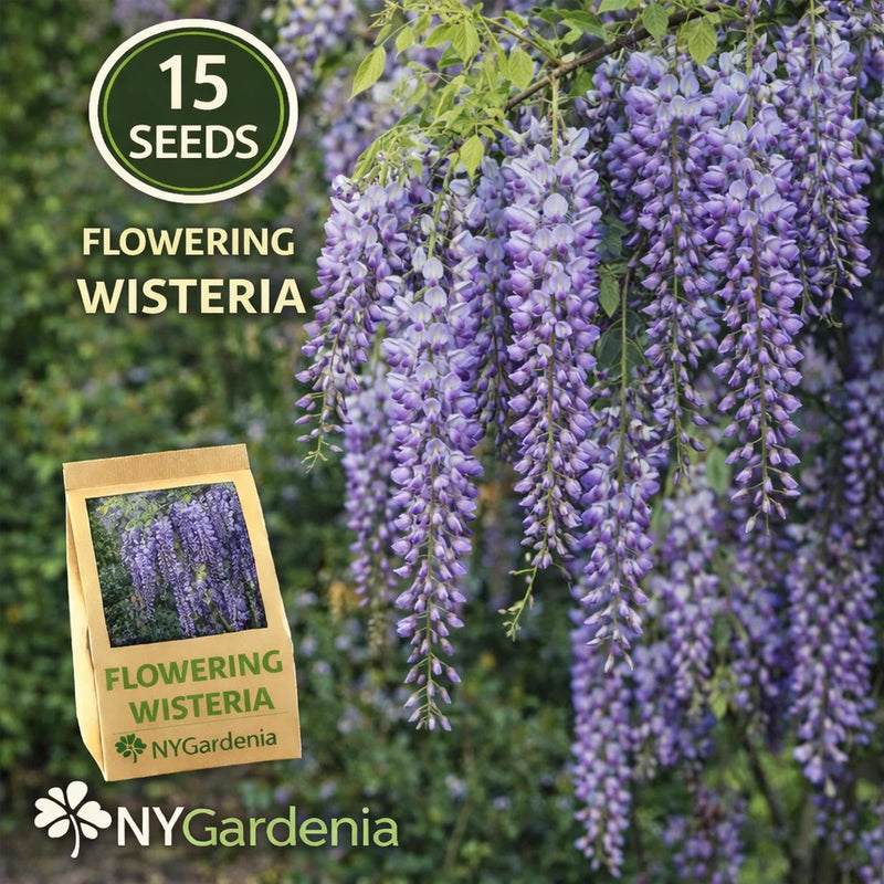 15 Flowering Wisteria Seeds Climbing Vine Purple Bloom Garden Easy Grow Garden Plants
