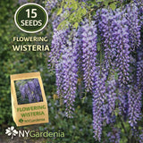 15 Flowering Wisteria Seeds Climbing Vine Purple Bloom Garden Easy Grow Garden Plants