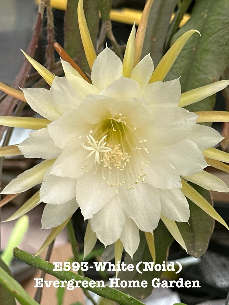 White epiphyllum orchid cactus flower with green stems in 4-inch starter pot
