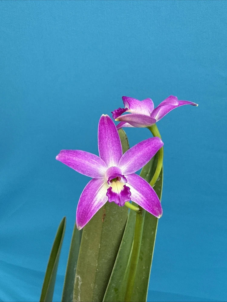 Purple and pink orchid bloom with white center on green spike plant