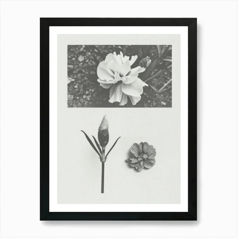 Framed carnation flower wall art with black frame and grayscale floral collage