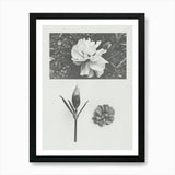 Carnation Flower Photo Collage 4 Ar Framed Wall Art Poster Canvas Print Picture Carnation