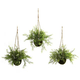 ARTIFICIAL SILK HANGING BASKET RUSCUS, SEDUM & SPRINGERI GREEN PLANT - SET of 3 Green Plant