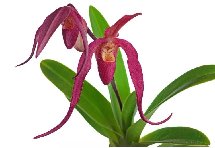 Orchid plant with maroon dramatic petals and green leaves