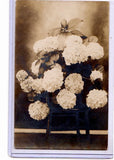 Real Photo Postcard RPPC - Hydrangea Flowers on Chair Hydrangea