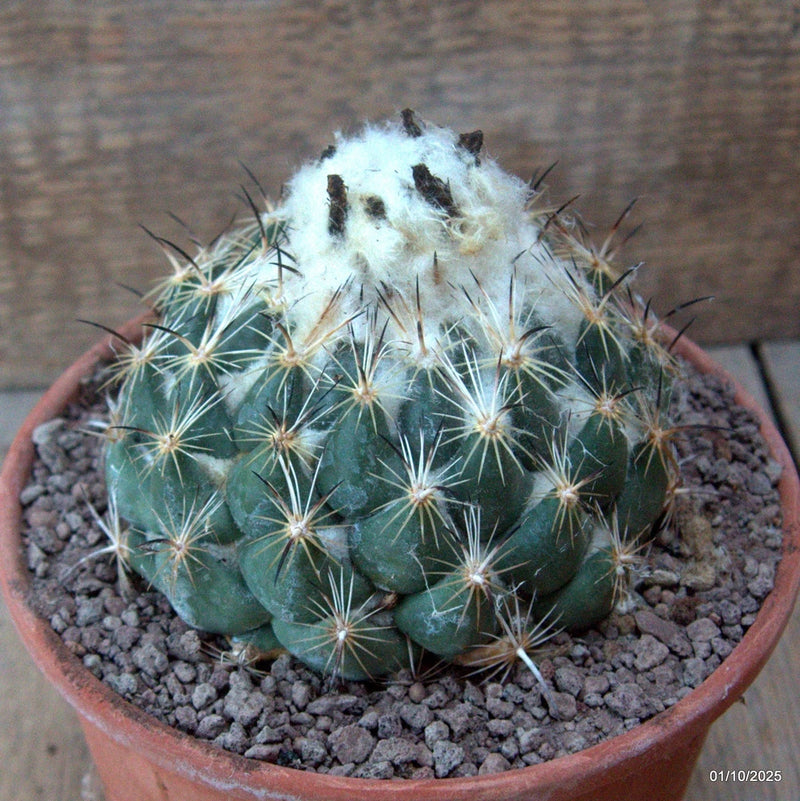 D6761 CORYPHANTHA CORNIFERA pot15-H8-W11 cm MaMa Cactus Green Plant