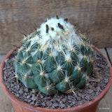 D6761 CORYPHANTHA CORNIFERA pot15-H8-W11 cm MaMa Cactus Green Plant