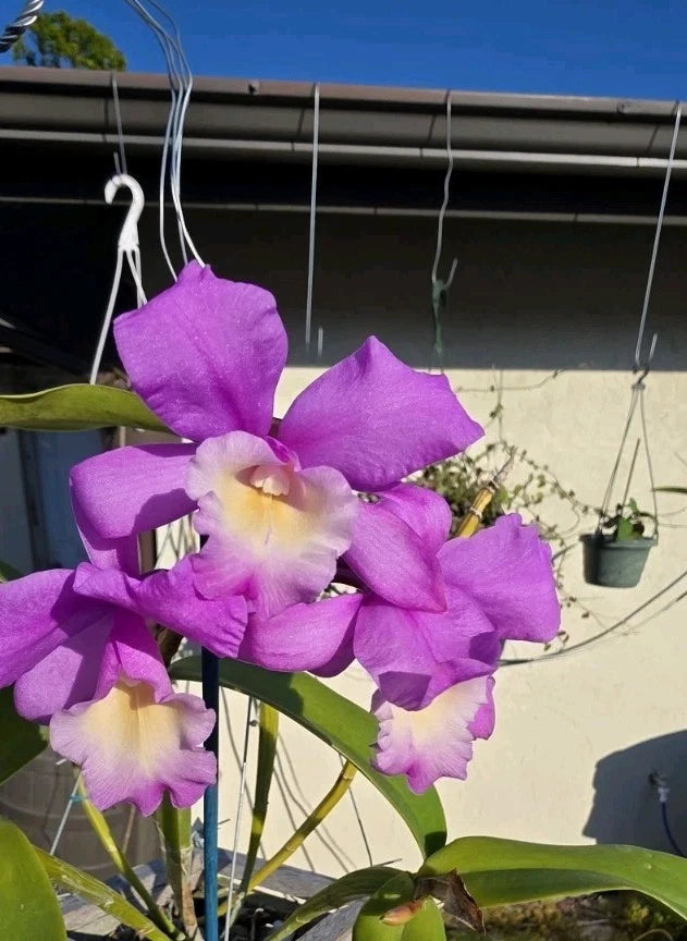 Purple Cattleya orchid cluster with pale yellow centers and lip petals