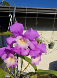 Cattleya Astraea'Ginny' am/aos(C.loddigesii x G.Skinneri)Bs Established Fragrant Orchids