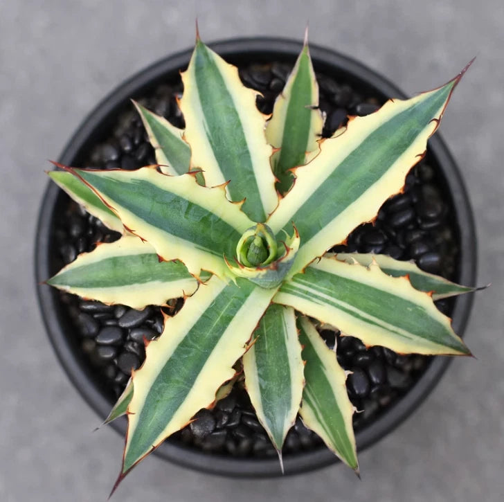 RareSucculent plant Agave xylonacantha  variegated  Boutique Garden Sale 14CM Garden Plants