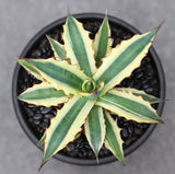RareSucculent plant Agave xylonacantha  variegated  Boutique Garden Sale 14CM Garden Plants