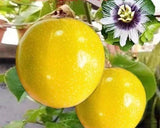 15+ Golden Passion Fruit Seeds Sweet Granadilla Yellow Passion Fruit Seeds USA Flowering Plants
