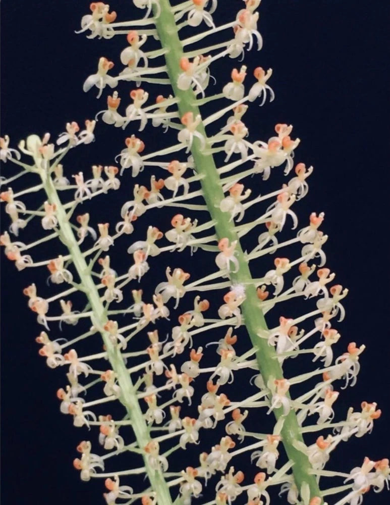 Orchid with tall green stems covered in small white and peach flowers