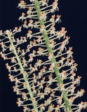 RARE FIND LIPARIS CONDILOBULBON SPECIES ORCHID 2 SHEATHS UNIQUE FRAGRANT FLOWERS Orchids