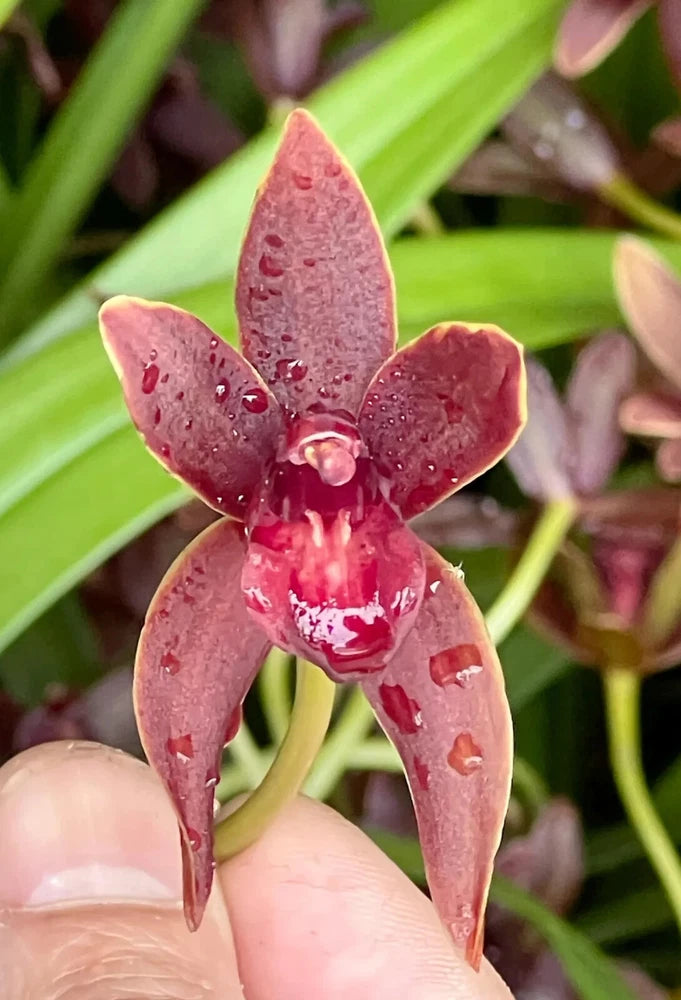 Red cymbidium orchid flower with speckled petals held in hand