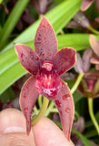Cymbidium Grcym Pakket Garuda 'Red' ~ 2-3 Bulbs Division  ~ Orchid Live Plant Orchids
