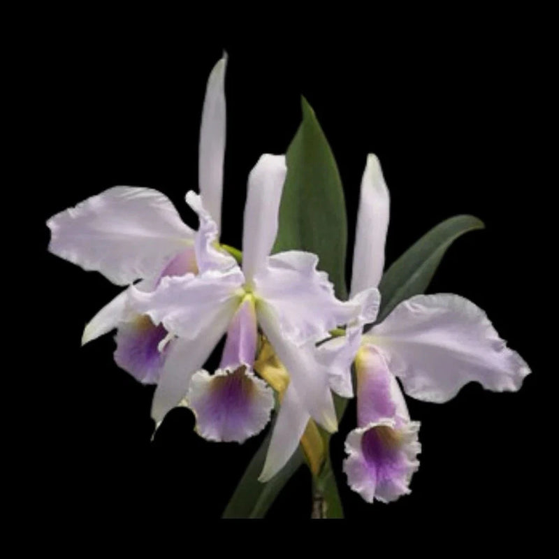 White and purple orchid flower cluster in pot with green stems