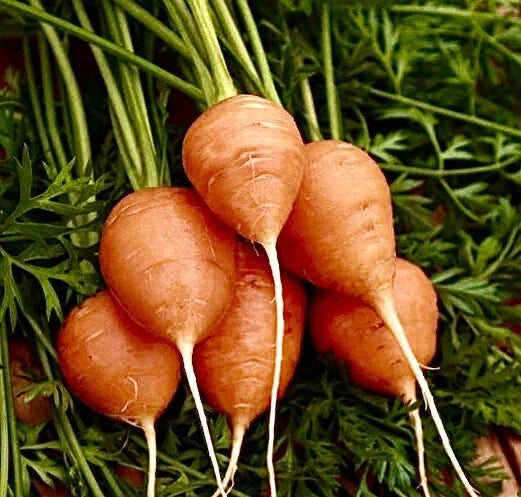 400 + PARISIAN CARROT SEEDS / Organic / Non-GMO / Vegetable Garden / Free Ship Garden Plants