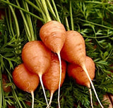 400 + PARISIAN CARROT SEEDS / Organic / Non-GMO / Vegetable Garden / Free Ship Garden Plants