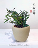 Den officinale ____ Dendrobium candidum without flowers ,3 year old,to Orchids