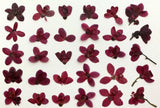 30 pc Jatropha pressed flowers purple natural for cards art/crafts candles resin Dried Flower