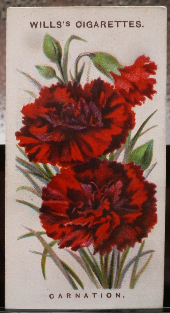 Vintage cigarette card with red carnation flower illustration and green leaves