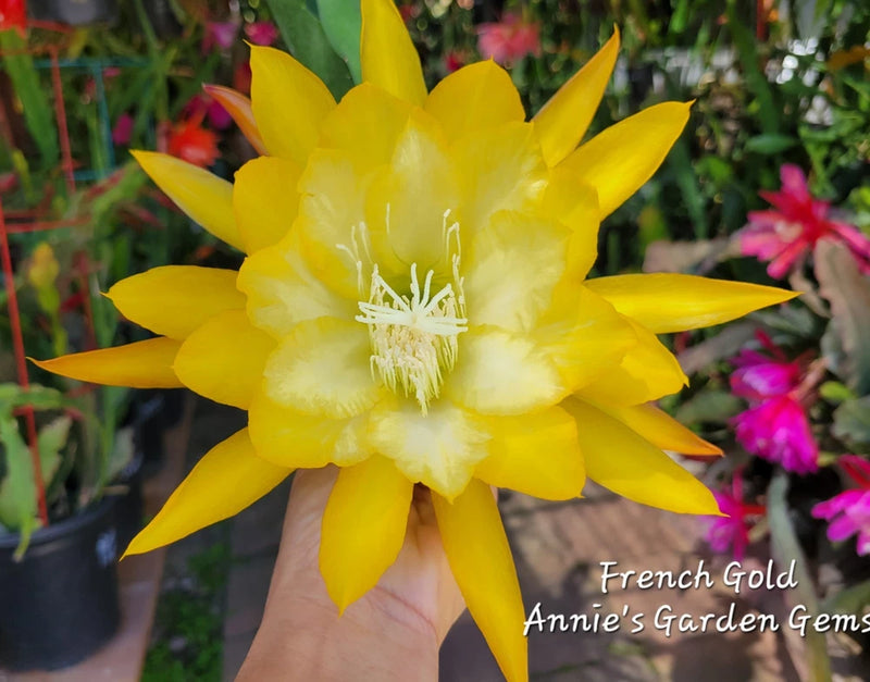 Yellow Epiphyllum French Gold orchid flower with broad petals