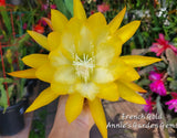 Epiphyllum French Gold Unrooted Cuttings - 8 to 10 inches long Orchids