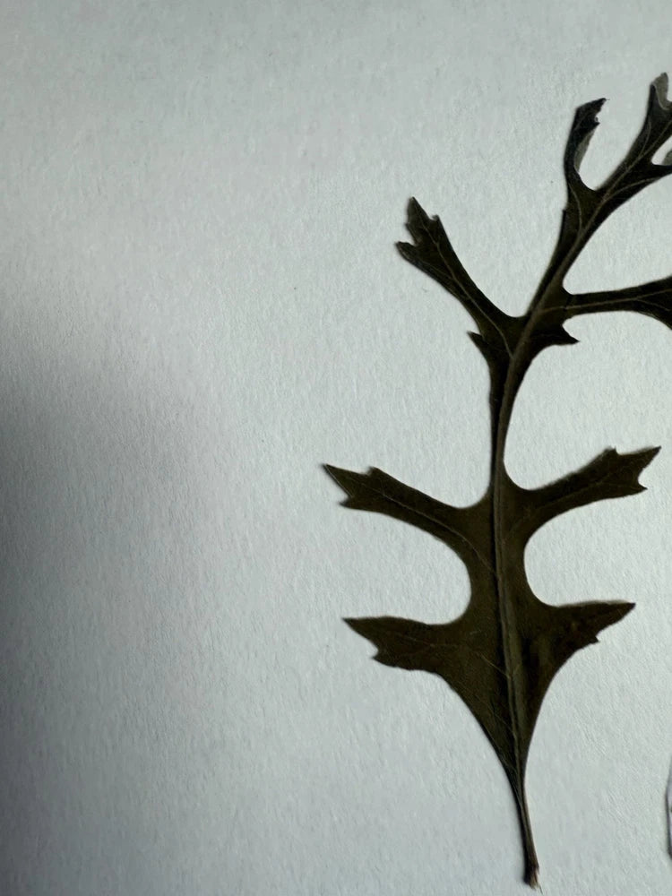 Pressed dried plant stem with branching leaves, dark brown