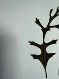 Pressed Dried Plants 1 For 1:50$ Massage Me To Pick One Dried Flower