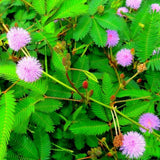 Organic Dried Mimosa Pudica sensitive Plant Roots/Leaves/Seeds Herb Free Shippin Flowering Plants