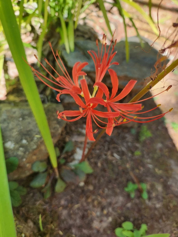5++ Red Spider Lily/ Surprise Lily bulbs Lily