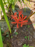 5++ Red Spider Lily/ Surprise Lily bulbs Lily