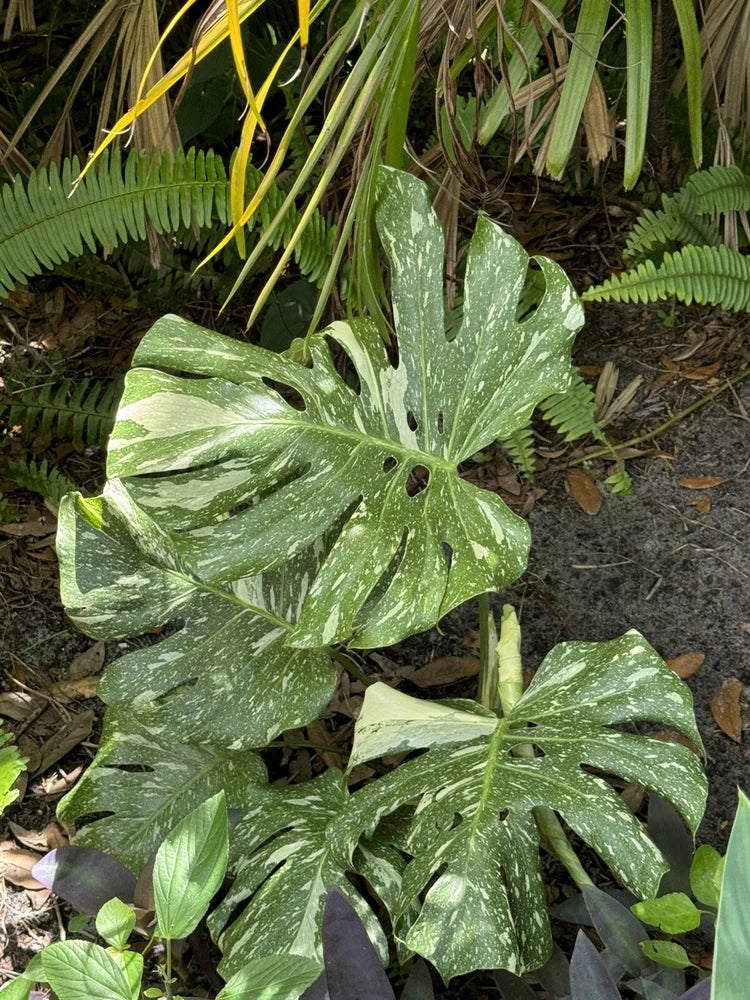 monstera thai constellation plant Orchids