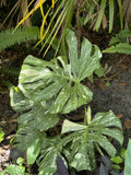 monstera thai constellation plant Orchids