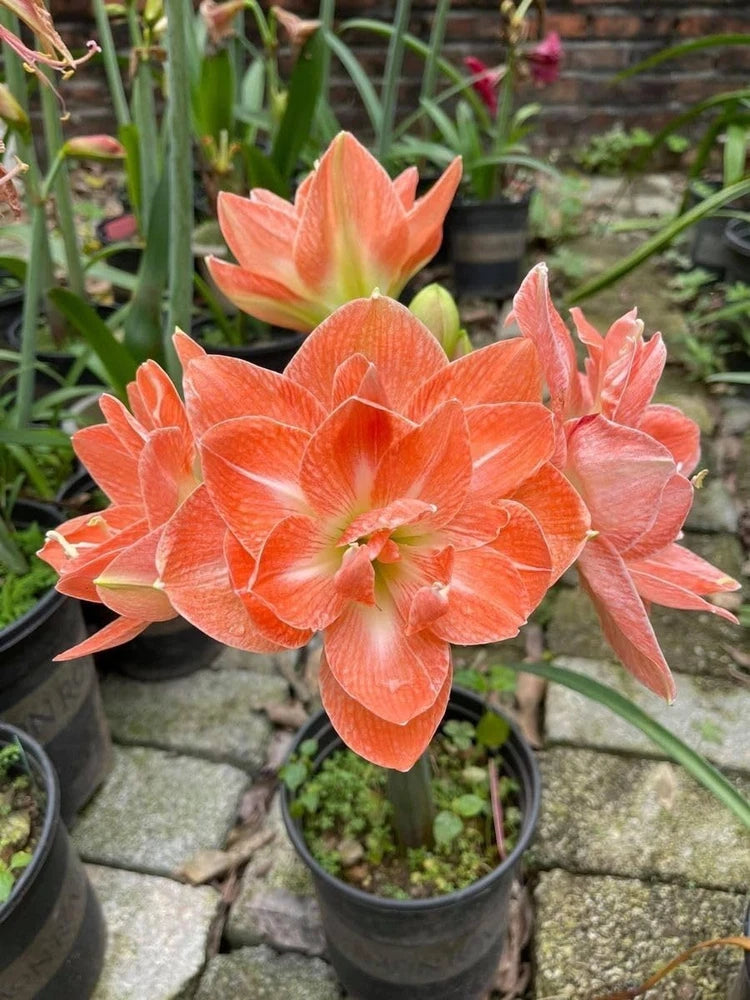 Orange lily flower bloom with green stems, in black nursery pot