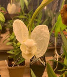 Coryanthes alborosea - Species Orchid - Very Fragrant 4Ó Pot Orchids