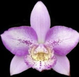Light purple orchid bloom with speckled petals and yellow center