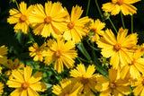 1000 YELLOW SAND COREOPSIS Lanceolata Lanceleaf Tickseed Flower Seeds Flowering Plants
