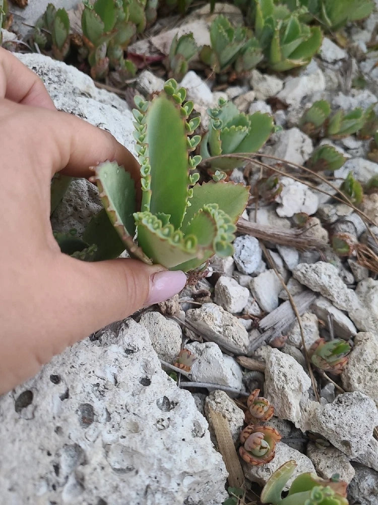 2  Pc 3" Mother of Thousands Kalanchoe Succulent Mexican Hat Plant daigremontian Green Plant