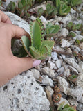 2  Pc 3" Mother of Thousands Kalanchoe Succulent Mexican Hat Plant daigremontian Green Plant