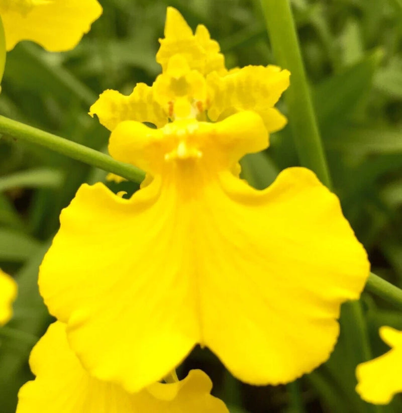 ONC. GOWER RAMSEY ÔPURE YELLOWÕ Orchids