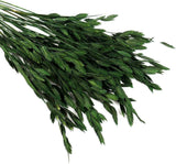 Unbranded Dried Preserved Oat Grass Plant with Stem--Dark Green-40 Pieces Dried Flower