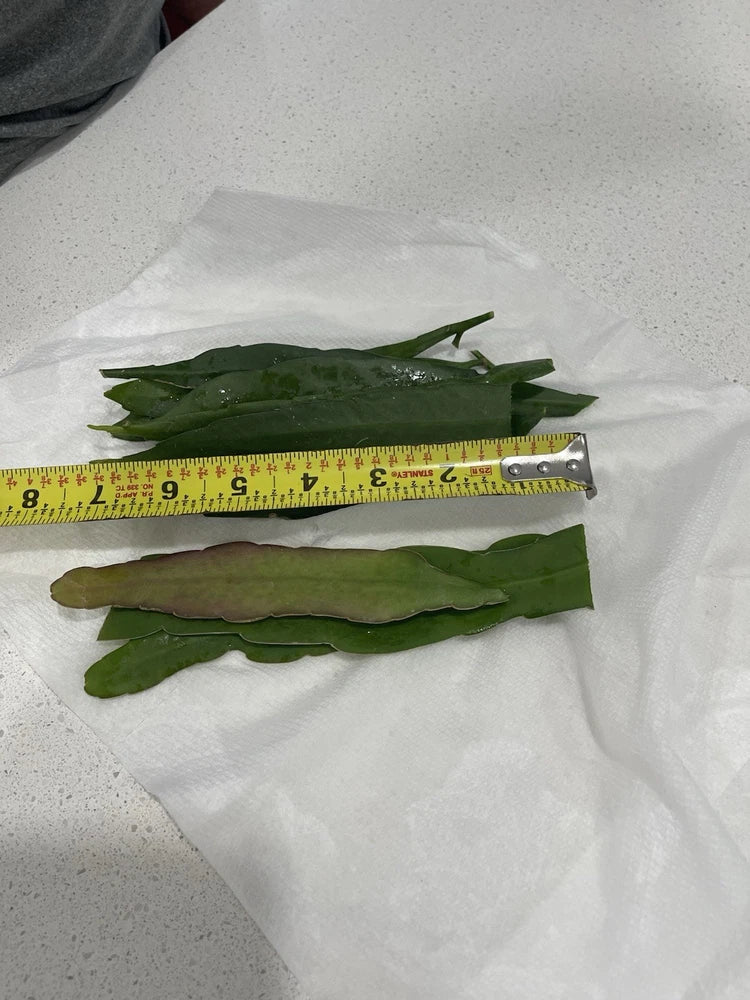10 Cuttings Mix  , Epiphyllum Oxypetalum Blooming Night , Hookeree Orchids