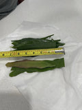 10 Cuttings Mix  , Epiphyllum Oxypetalum Blooming Night , Hookeree Orchids