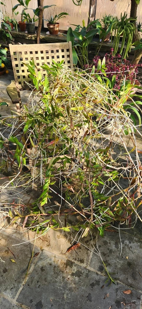 Reed stem orchid plant with thin green stems and small red flower spikes