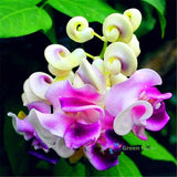 20 Seeds Cochliasanthus Vigna Caracalla Corkscrew Vine Snail Creeper Bean Flower Flowering Plants